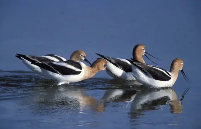 Framed Print : A group of American Avocets, Recurvirostra americana, in a salt water pool on Antelope