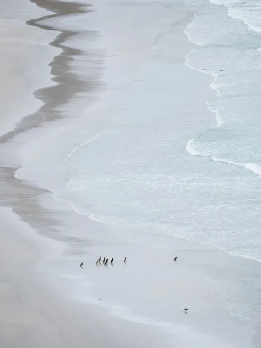 Framed Print : Group on empty beach. Magellanic Penguin, Falkland Islands