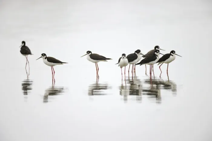 Framed Print : Group of Black-necked stilts standing together with reflection on water, South Padre Island, Texas Framed Print : Group of Black-necked stilts standing together with reflection on water, South Padre Island, Texas
