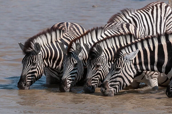 A group of Burchell's zebras, Equus burchellii, drink from a waterhole. Etosha National Park, Namibia