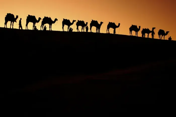 Framed Print : A group of camel herders with their camels at sunset on the sandunes in Jalsalmer