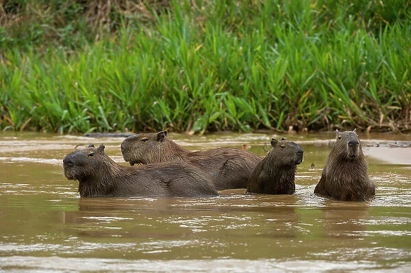 A group of Capybara, Hydrochoerus Hydrochoerus, wade in a river. Mato Grosso Do Sul State, Brazil