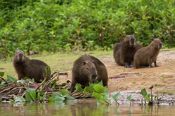 A group of Capybara, Hydrochoerus Hydrochoerus, gather along the Cuiaba River. Mato Grosso Do Sul State, Brazil