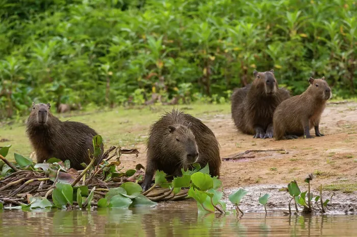 Framed Print : A group of Capybara, Hydrochoerus Hydrochoerus, gather along the Cuiaba River. Mato Grosso Do Sul State, Brazil