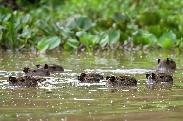 A group of Capybaras, Hydrochoerus Hydrochoerus, swimming in the Cuiaba River. Mato Grosso Do Sul State, Brazil