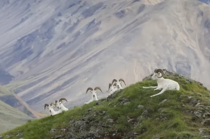 Framed Print : A group of dall sheep rams rest on Marmot Rock in Polychrome Pass along the Denali Park Road Framed Print : A group of dall sheep rams rest on Marmot Rock in Polychrome Pass along the Denali Park Road
