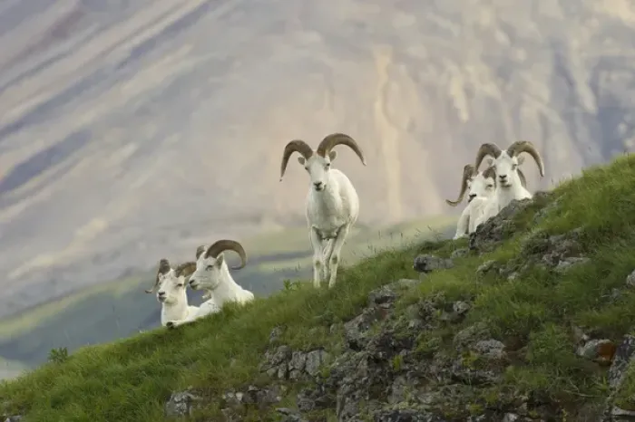 Framed Print : A group of dall sheep rams rest on Marmot Rock in Polychrome Pass along the Denali Park Road