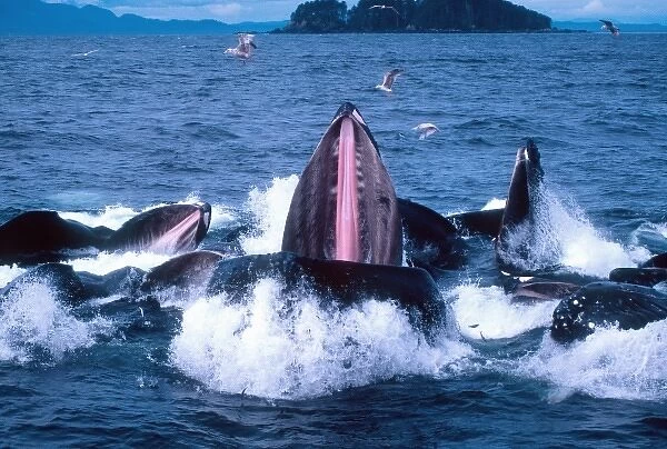 Group of Humpback Whales Bubble Net or Lunge Feeding, Megaptera novaeangilae, Frederick Sound