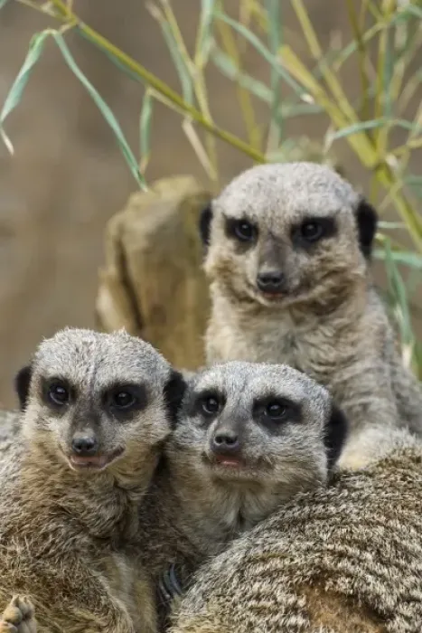 Framed Print : Group of Meerkats, Suricata suricatta, Louisville Zoo, Louisville, Kentucky Framed Print : Group of Meerkats, Suricata suricatta, Louisville Zoo, Louisville, Kentucky