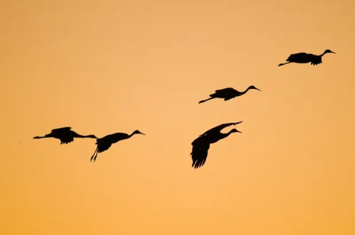 Framed Print : A group of migratory sandhill cranes, grus canadensis, wintering in New Mexico, come Framed Print : A group of migratory sandhill cranes, grus canadensis, wintering in New Mexico, come