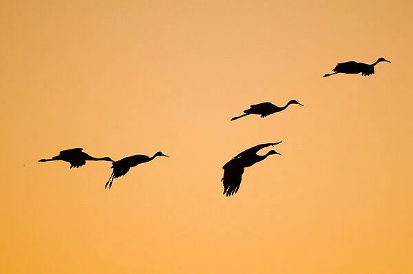 A group of migratory sandhill cranes, grus canadensis, wintering in New Mexico, come