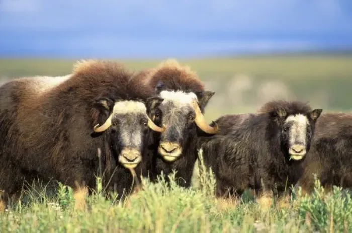 Framed Print : A group of muskoxen