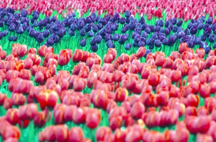 Framed Print : A group of purple tulips among red tulips in a rural Skagit county field; Washington Framed Print : A group of purple tulips among red tulips in a rural Skagit county field; Washington