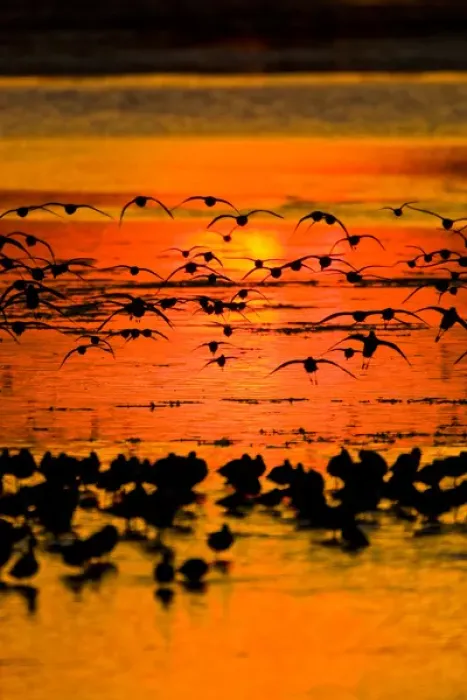 Framed Print : A group of shorebirds fly in to join their kin in the shallow waters of J. N. Ding Framed Print : A group of shorebirds fly in to join their kin in the shallow waters of J. N. Ding