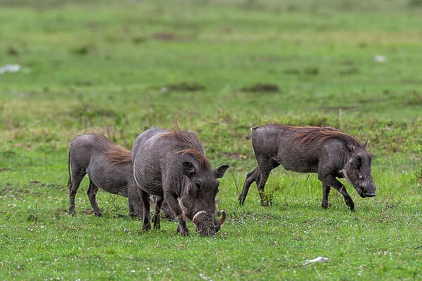 A group of warthogs, Phacochoerus aethiopicus, foraging. Masai Mara National Reserve, Kenya