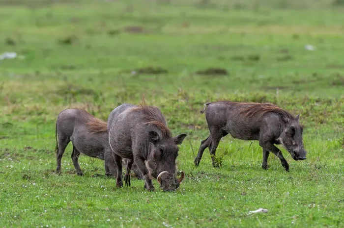 Framed Print : A group of warthogs, Phacochoerus aethiopicus, foraging. Masai Mara National Reserve, Kenya