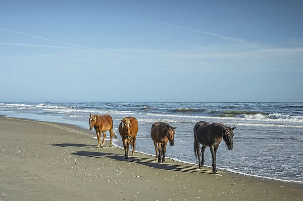 A group of wild Spanish Mustangs of Corolla walking along the beach