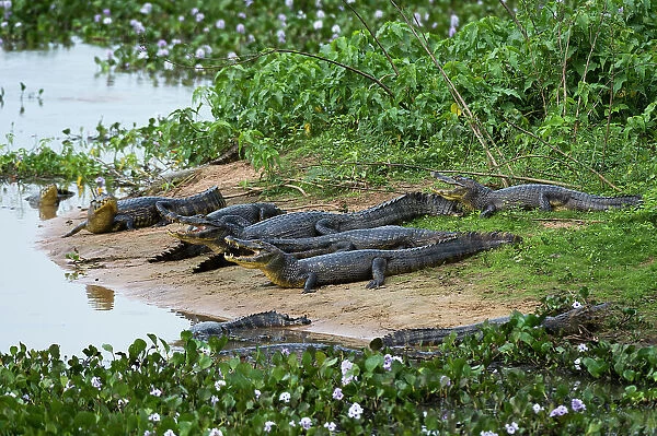 Group of Yacare caiman, Caiman Crocodylus yacare, resting along the Cuiaba River. Mato Grosso Do Sul State, Brazil