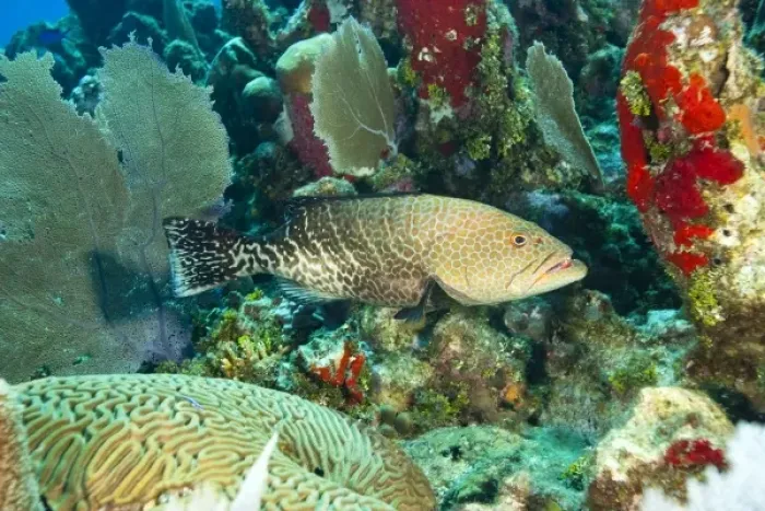 Framed Print : Grouper (Epinephelus sp. ), Utila, Bay Islands, Honduras, Central America Framed Print : Grouper (Epinephelus sp. ), Utila, Bay Islands, Honduras, Central America