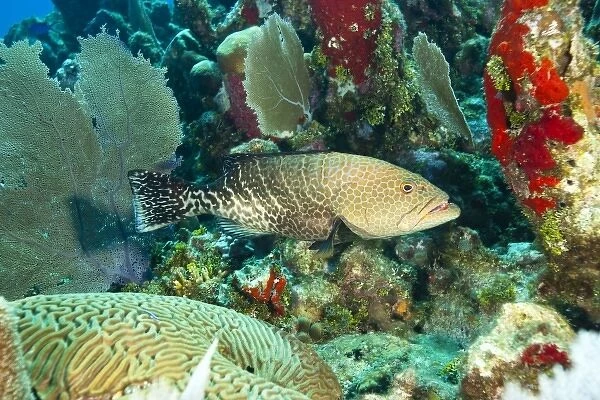 Grouper (Epinephelus sp. ), Utila, Bay Islands, Honduras, Central America