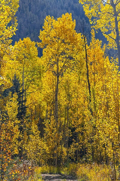 Grouping of aspen trees on a trail, Colorado