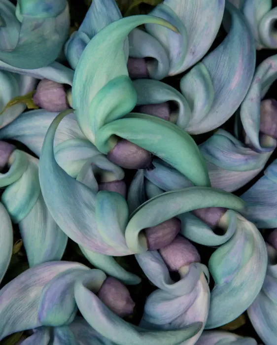 Framed Print : Grouping flowers of the Jade Vine, Maui, Hawaii