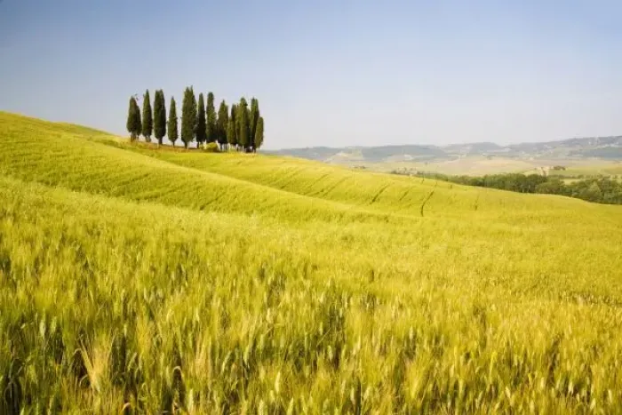 Framed Print : Grouping ofTuscan Cypress Trees In Wheat Field Framed Print : Grouping ofTuscan Cypress Trees In Wheat Field
