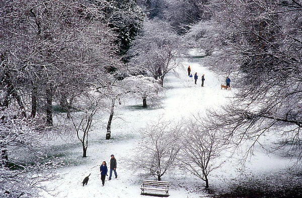 Groups of people enjoying a walk in fresh snow at the Washington Park Arboretum in Seattle