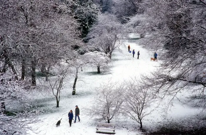 Framed Print : Groups of people enjoying a walk in fresh snow at the Washington Park Arboretum in Seattle Framed Print : Groups of people enjoying a walk in fresh snow at the Washington Park Arboretum in Seattle
