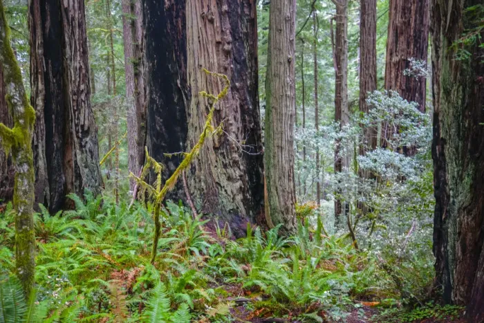 Framed Print : A grove of giant redwoods located in the Lady Bird Johnson Grove of the Redwood National