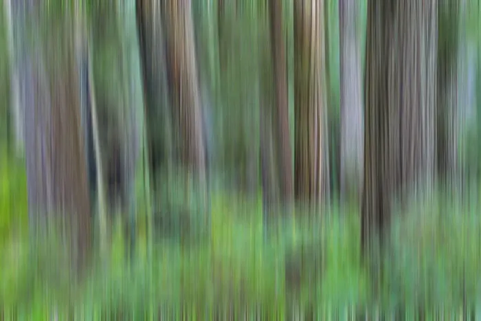 Framed Print : Grove of redwoods, panning effect. Damnation Creek Trail, Del Norte Redwoods State Park Framed Print : Grove of redwoods, panning effect. Damnation Creek Trail, Del Norte Redwoods State Park