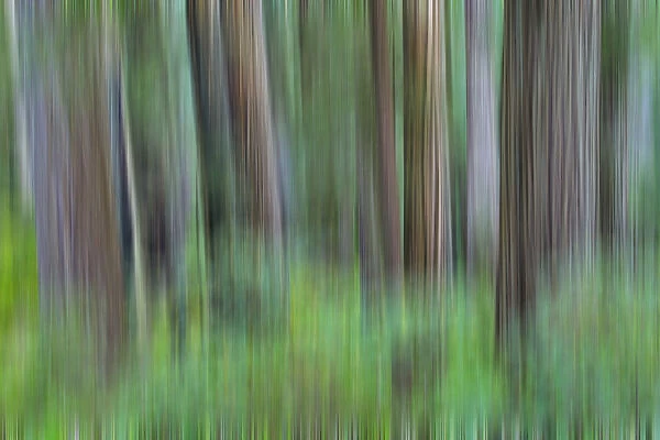 Grove of redwoods, panning effect. Damnation Creek Trail, Del Norte Redwoods State Park