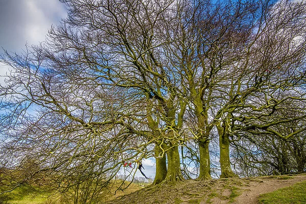 A grove of trees at Avebury, UK, a major Neolithic and medieval site