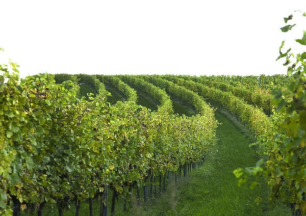 Gsing am Wagram, Lower Austria, Austria - Vineyard with trees and grapes. Horizontal shot