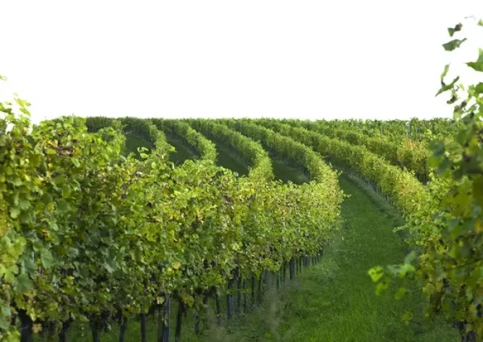 Framed Print : Gsing am Wagram, Lower Austria, Austria - Vineyard with trees and grapes. Horizontal shot Framed Print : Gsing am Wagram, Lower Austria, Austria - Vineyard with trees and grapes. Horizontal shot