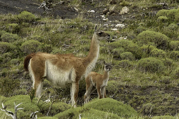 Guanaco and baby (Lama guanaco), Andes Mountain, Torres del Paine National Park, Chile