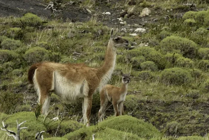 Framed Print : Guanaco and baby (Lama guanaco), Andes Mountain, Torres del Paine National Park, Chile Framed Print : Guanaco and baby (Lama guanaco), Andes Mountain, Torres del Paine National Park, Chile