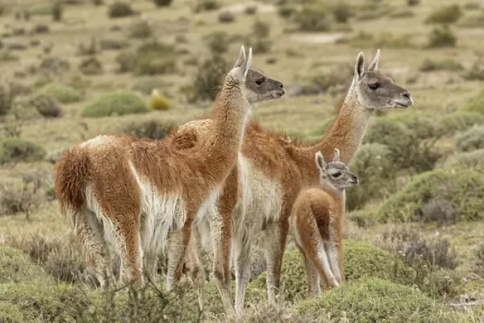 Framed Print : Guanaco and baby (Lama guanaco), Andes Mountain, Torres del Paine National Park, Chile Framed Print : Guanaco and baby (Lama guanaco), Andes Mountain, Torres del Paine National Park, Chile