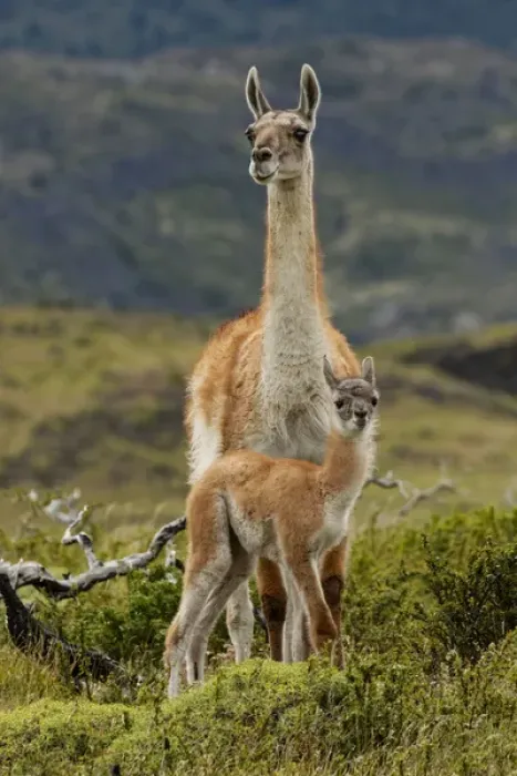 Framed Print : Guanaco and baby (Lama guanaco), Andes Mountain, Torres del Paine National Park, Chile