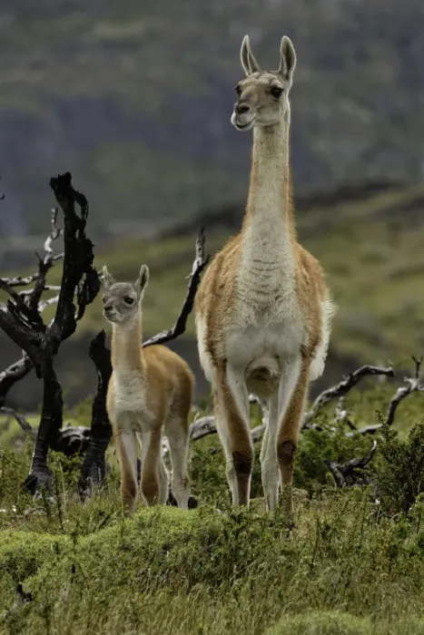 Framed Print : Guanaco and baby (Lama guanaco), Andes Mountain, Torres del Paine National Park, Chile Framed Print : Guanaco and baby (Lama guanaco), Andes Mountain, Torres del Paine National Park, Chile