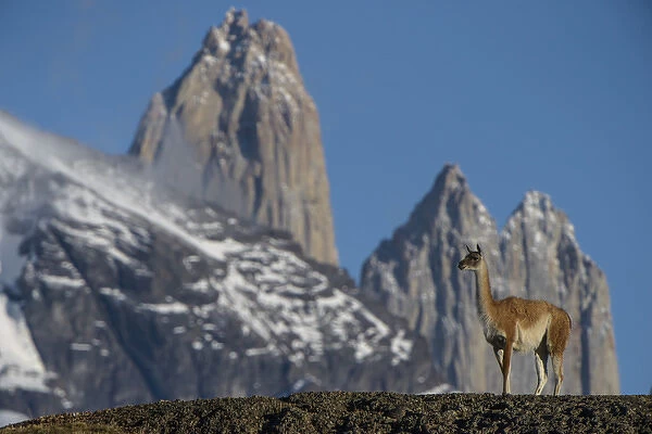 Guanaco (Lama guanaco) with Cordiera del Paine in back, Torres del Paine National Park