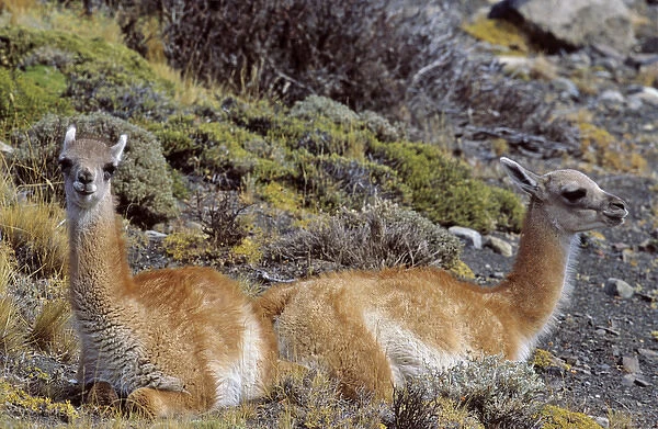 Guanaco (Lama guanicoe) two calf, Chile