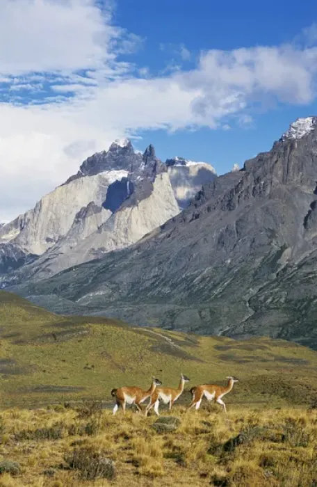 Framed Print : Guanaco (Lama guanicoe) herd with the landmark Cuernos del Paine in the background, Chile Framed Print : Guanaco (Lama guanicoe) herd with the landmark Cuernos del Paine in the background, Chile