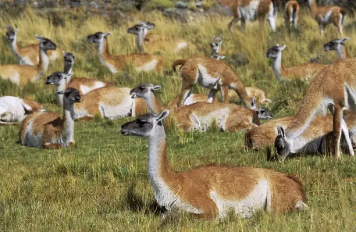 Framed Print : Guanaco (Lama guanicoe) herd in the patagonian steppe, Chile. Guanaco is a camelid Framed Print : Guanaco (Lama guanicoe) herd in the patagonian steppe, Chile. Guanaco is a camelid
