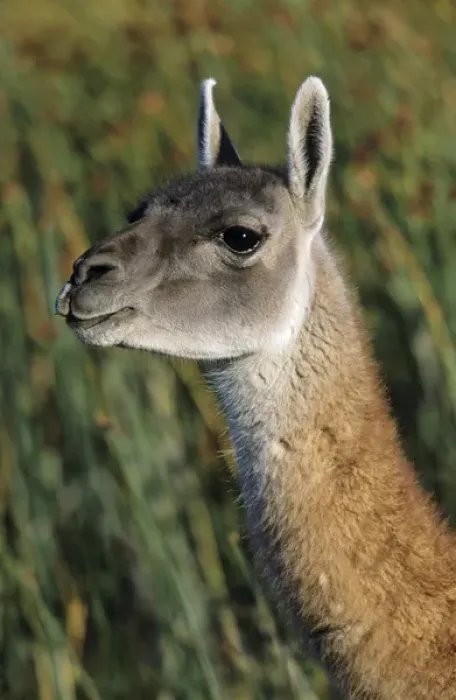 Framed Print : Guanaco (Lama guanicoe) Portrait, Chile. Guanaco is a camelid and closely related Framed Print : Guanaco (Lama guanicoe) Portrait, Chile. Guanaco is a camelid and closely related