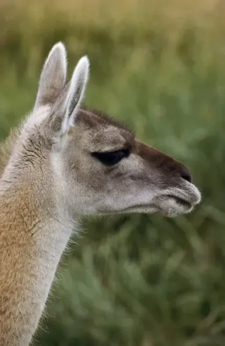 Framed Print : Guanaco (Lama guanicoe) Portrait, Chile. Guanaco is a camelid and closely related Framed Print : Guanaco (Lama guanicoe) Portrait, Chile. Guanaco is a camelid and closely related