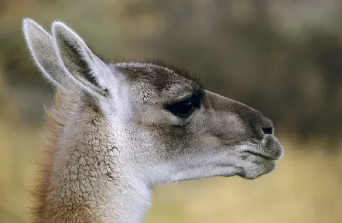 Framed Print : Guanaco (Lama guanicoe) Portrait, Chile. Guanaco is a camelid and closely related Framed Print : Guanaco (Lama guanicoe) Portrait, Chile. Guanaco is a camelid and closely related