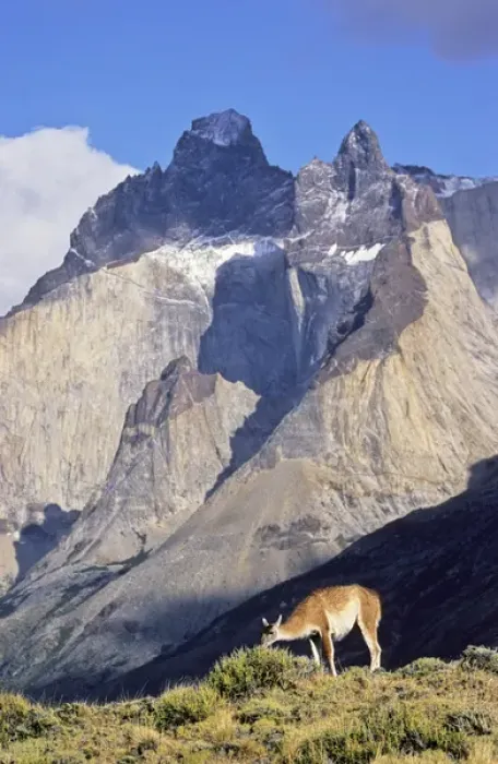 Framed Print : Guanaco (Lama guanicoe) standing with the landmark Cuernos del Paine in the background Framed Print : Guanaco (Lama guanicoe) standing with the landmark Cuernos del Paine in the background