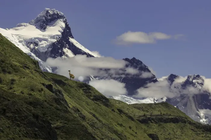 Framed Print : Guanaco or Lama on steep slope, Torres del Paine National Park, Chile, Patagonia