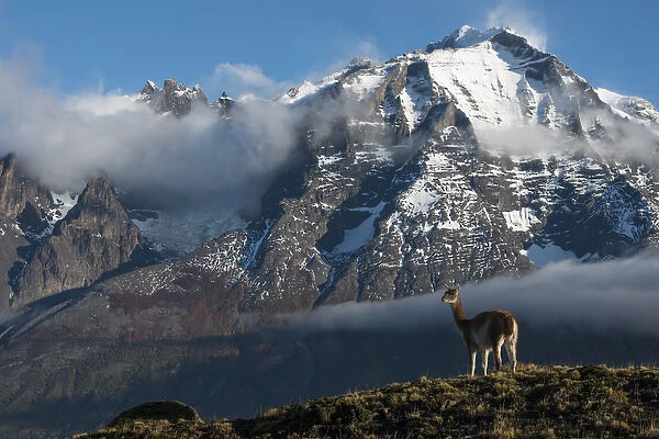 Guanaco (Llama guanaco) with Cordiera del Paine in back, Torres del Paine National Park